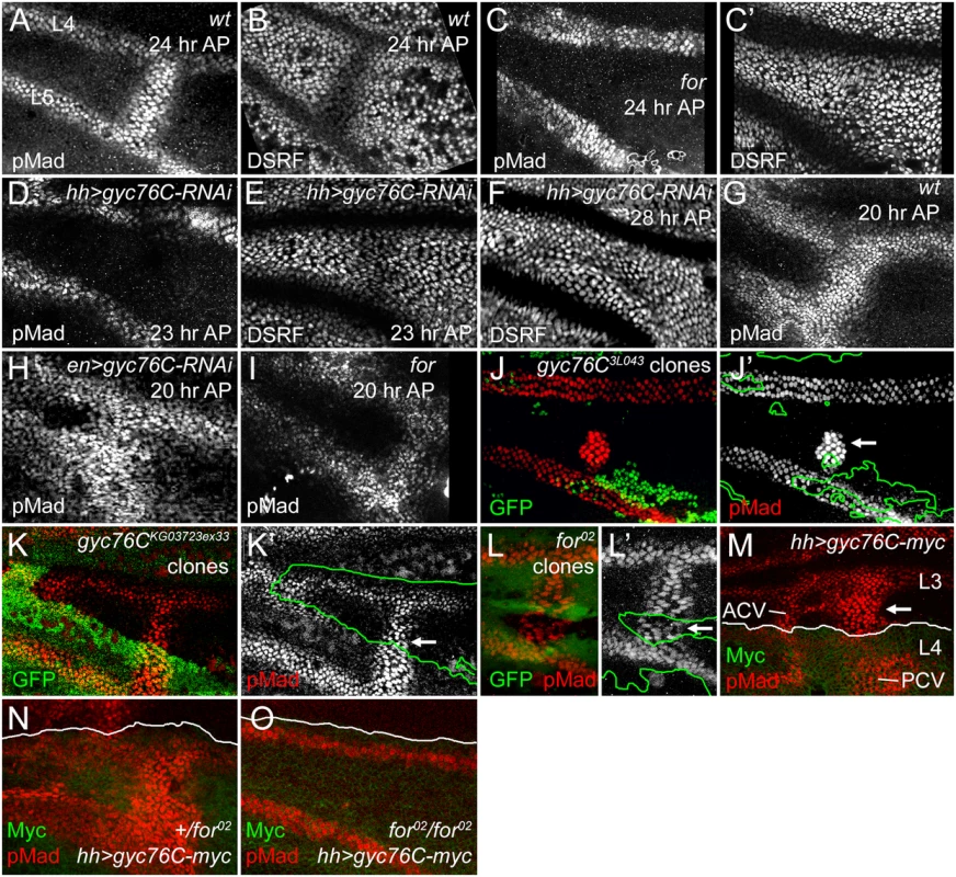 For and Gyc76C are required for the refinement and maintenance of BMP signaling.