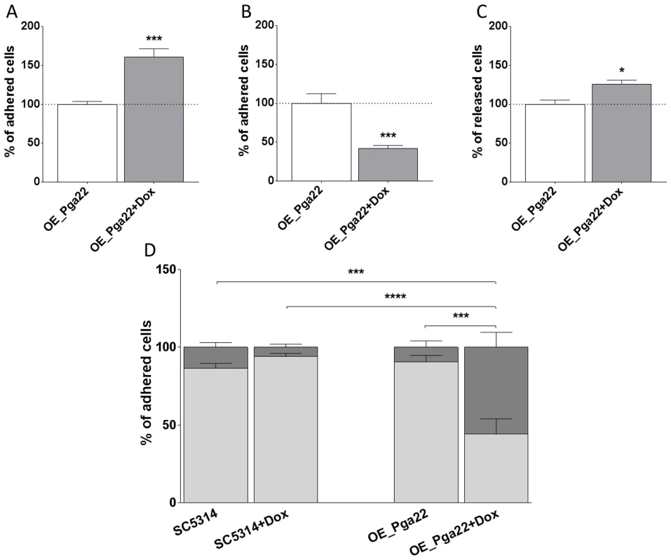 <i>PGA22-</i>overexpression triggers cell clustering and increases the sensitivity to shear forces of cells adhered to Thermanox.