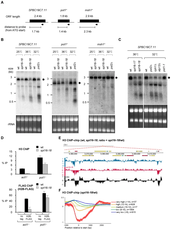 Spt16 is required to suppress cryptic transcription initiation and nucleosome loss at RNAPII genes.