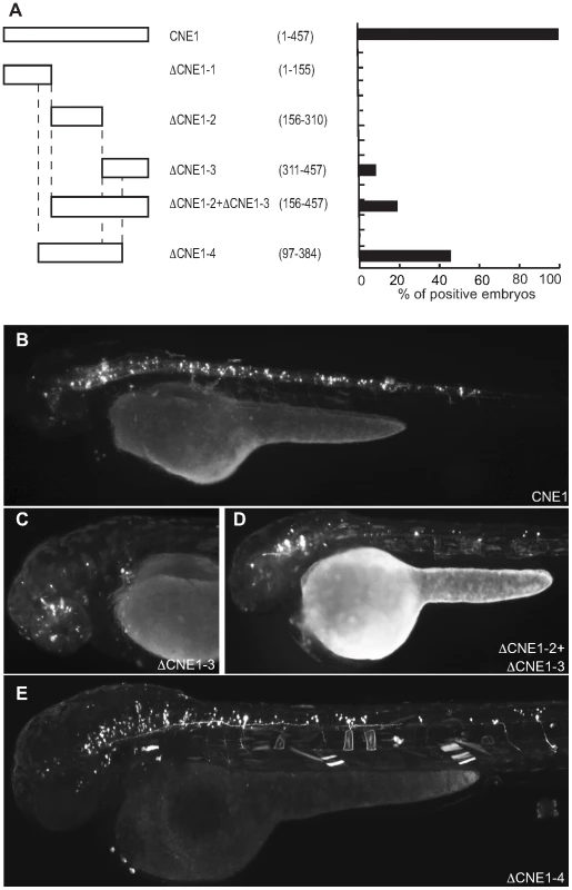 Deletion analysis of Meis_ciCNE1 construct.