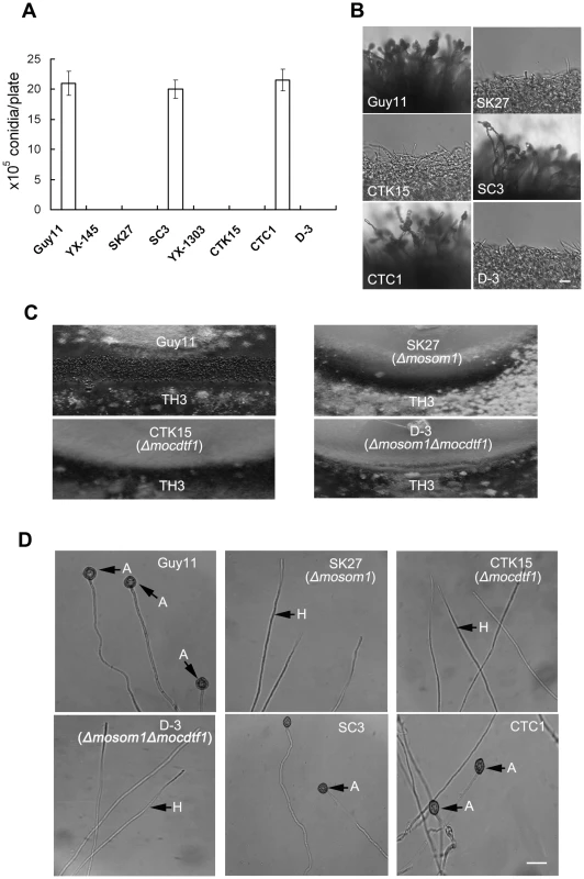 <i>MoSOM1</i> and <i>MoCDTF1</i> are essential for producing asexual/sexual spores and appressoria.