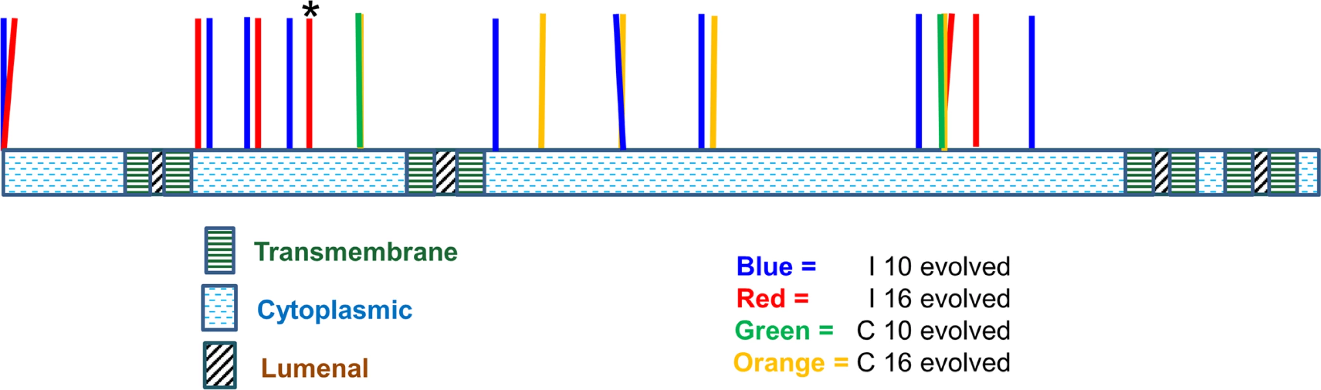 Location of <i>pmr1</i> mutation alleles found in evolved strains.