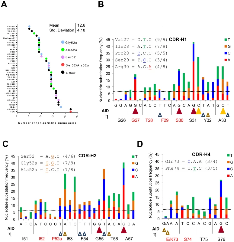 Studying the location of SHM hotspots and nucleotide substitutions frequencies in the <i>IGHV1-69</i> reference Ab dataset.