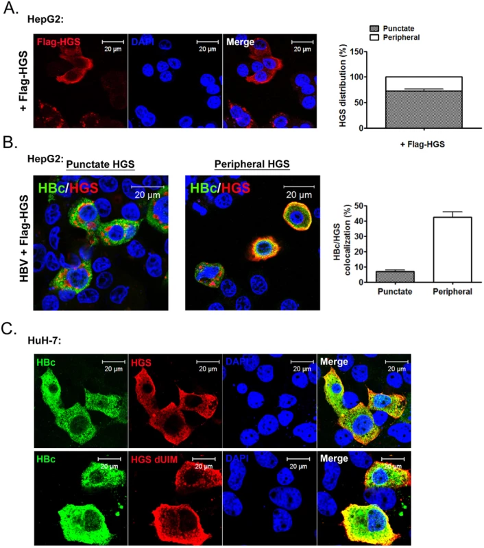 HBc co-localized with HGS mostly near the cell periphery, but not within the punctate structure of HGS.