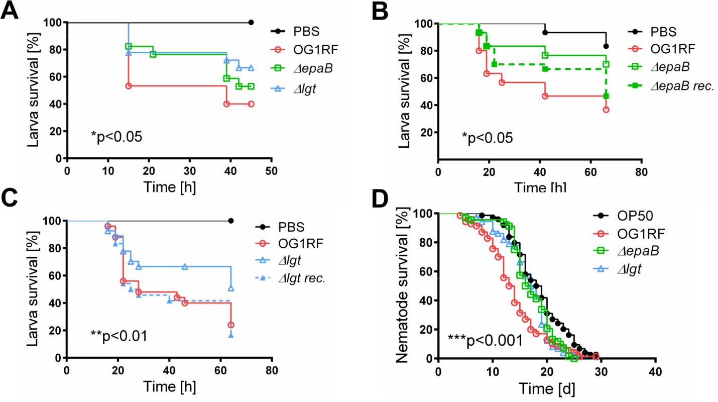 Bacterial structures responsible for colitogenic activity also direct virulence of <i>E</i>. <i>faecalis</i>.