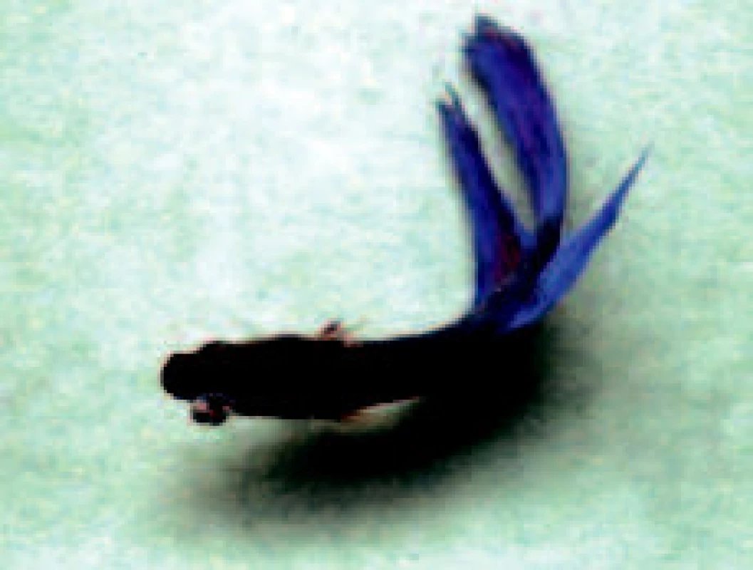 Exoftalmus levého oka bojovnice pestré (Betta splendens) s rozsáhlým granulomatózním zánětem v retrobulbárním prostoru (foto L. Novotný).