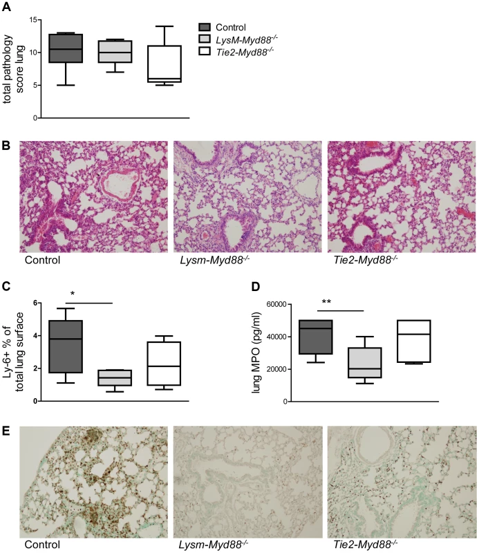 Lung inflammatory response.