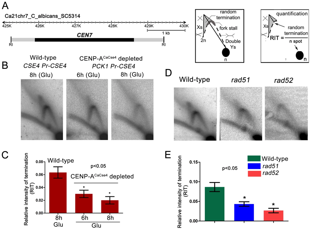 Centromeric fork stalling/termination is CENP-A mediated and involves Rad51 and Rad52.