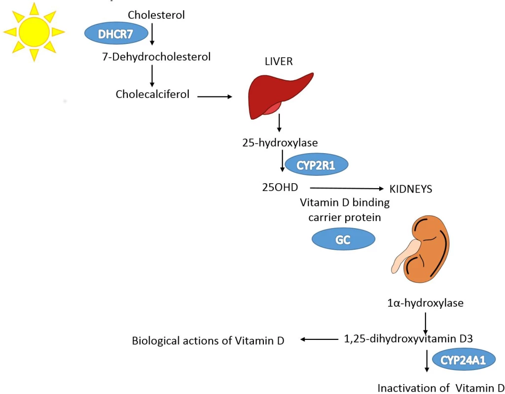 Vitamin D pathway.