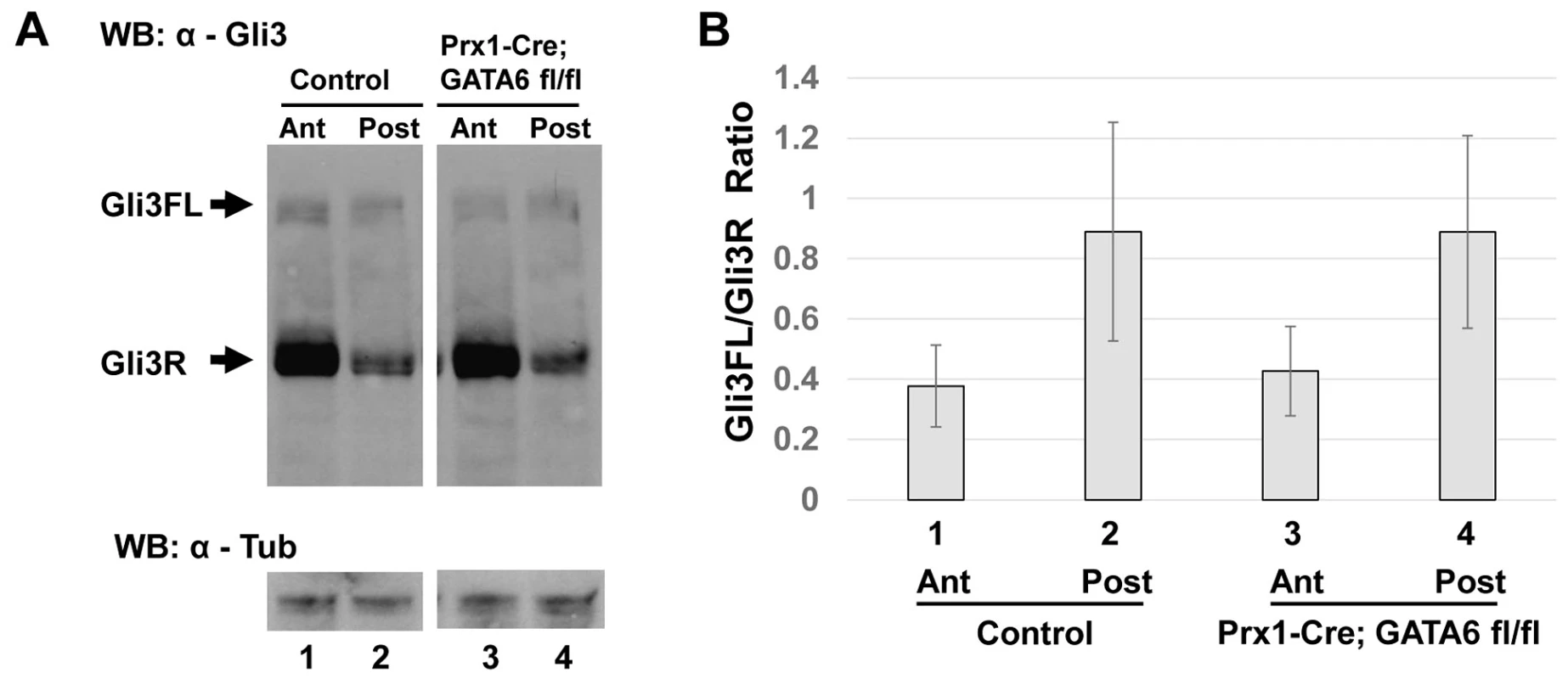 Conditional deletion of <i>GATA6</i> does not significantly alter Gli3 processing in the hindlimb bud.