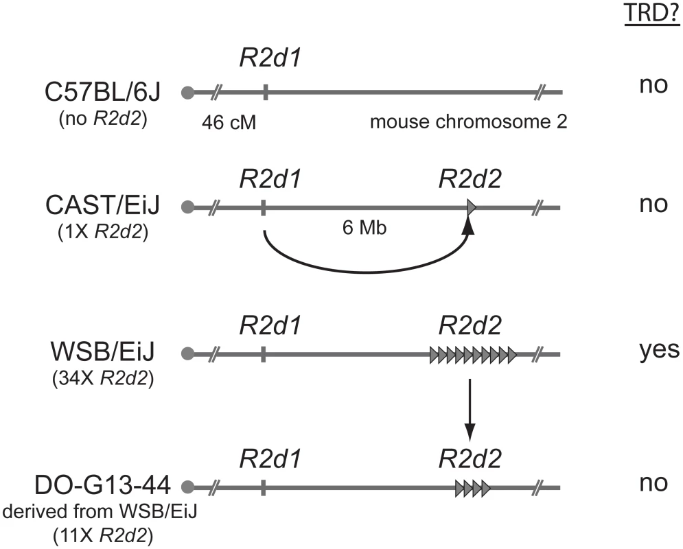 Transmission ratio distortion (TRD) caused by a high copy <i>R2d2</i> array.