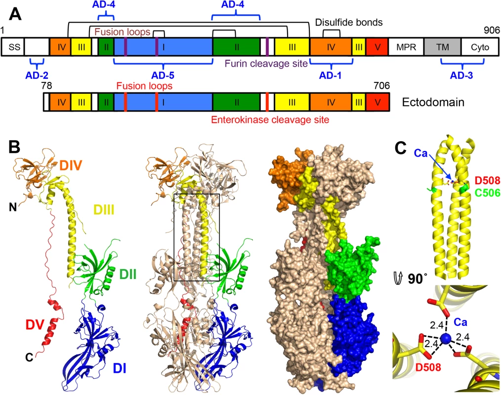 HCMV gB ectodomain structure.