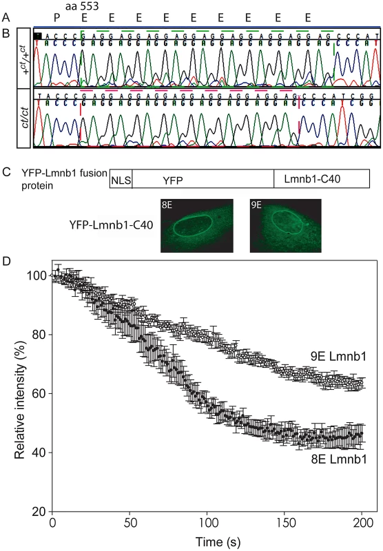Lamin B1 shows variation in length of glutamic acid repeat, which significantly affects mobility within the nuclear envelope.