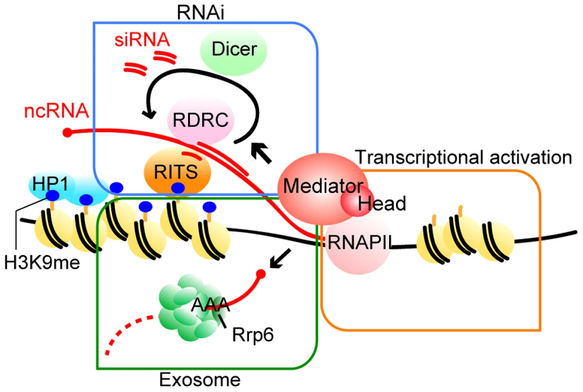 Model of the functions of Mediator in pericentromeric heterochromatin assembly in fission yeast.