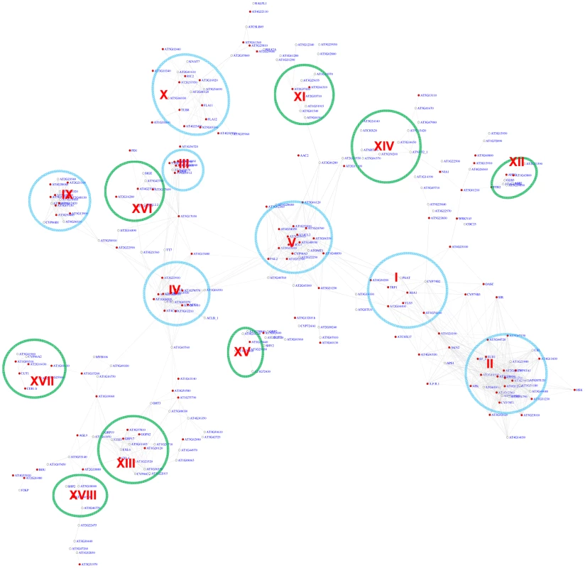 A sub-network for the MYB motifs based on motif position bias analysis.