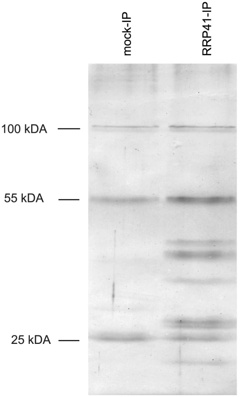Purification of exosome complexes.