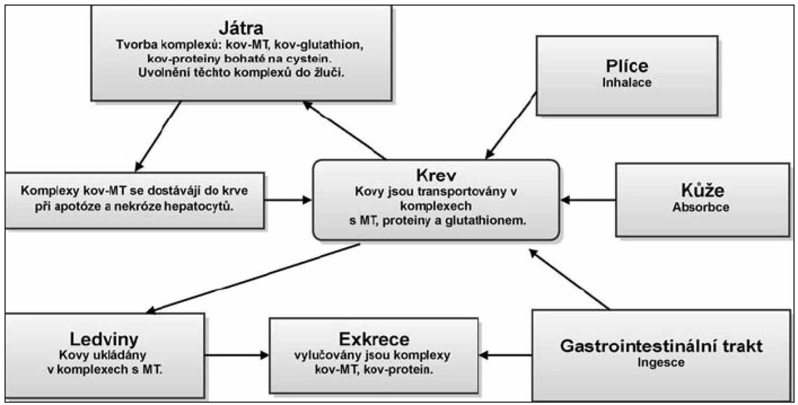 Základní metabolizmus těžkých kovů.
Těžké kovy se do těla dostávají nejčastěji ingescí, inhalací a absorpcí skrze kůži. Transport probíhá krví za účasti krevních bílkovin. Hlavními centry detoxikace jsou játra a ledviny, kde jsou těžké kovy navázány na metalothioneiny a glutathion. Ve formě vázané na proteiny (peptidy) se těžké kovy vylučují z organizmu. Těžké kovy, které se nepodaří z organizmu vyloučit, se kumulují ve tkáních.