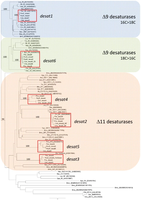 Phylogeny of 86 lepidopteran desaturases including those encoded by <i>desat1-6</i> from <i>Ctenopseustis</i> and <i>Planotortrix</i>.