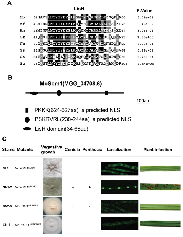 Functional analysis of putative LisH domain and nuclear localization sequences of MoSom1.