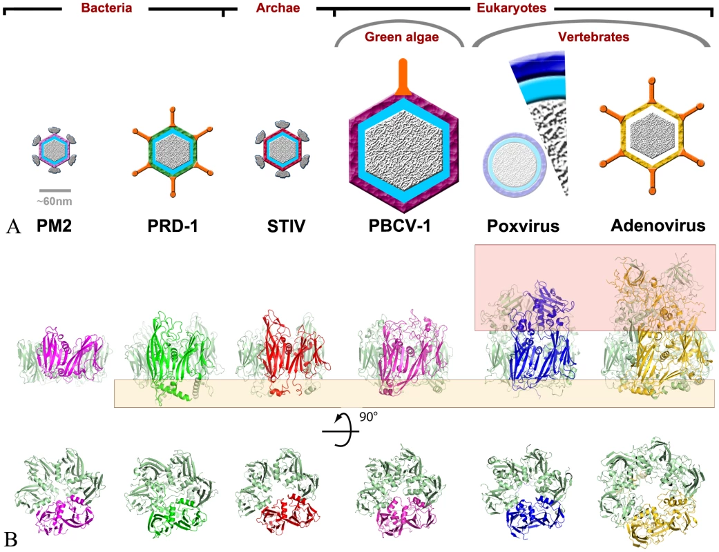 D13 is an atypical member of the double-barrel capsid family of viruses infecting all kingdoms of life.