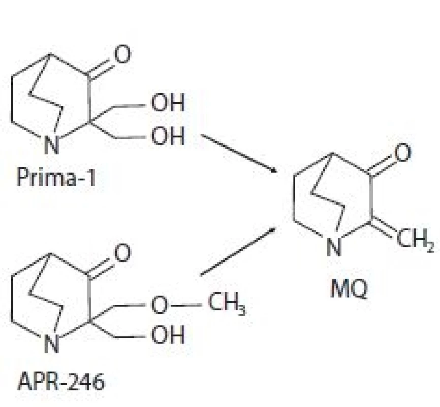 Chemická struktura Prima-1 a APR-
-246 a jejich spontánní konverze na
methylen quinuclidinon (MQ).