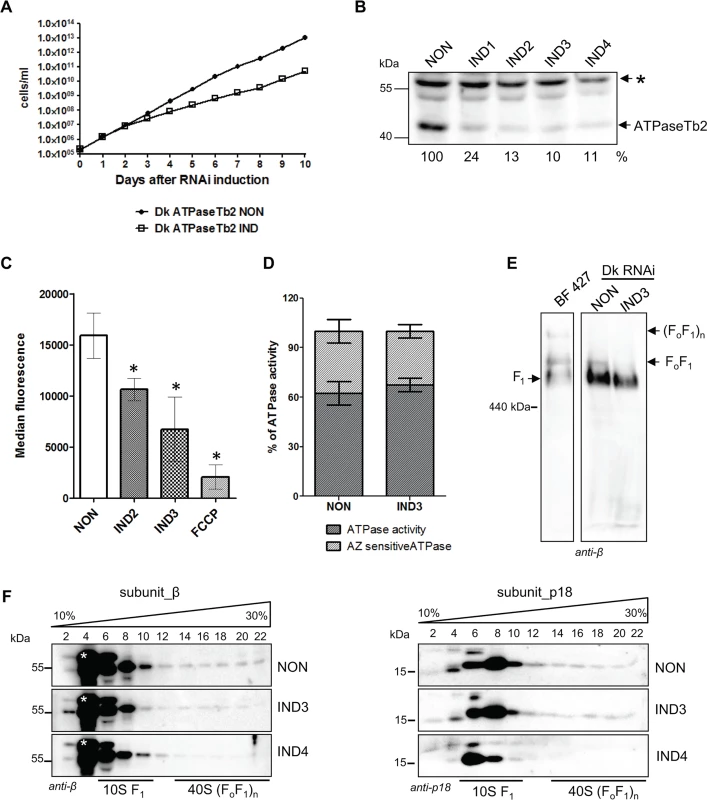 Cell growth, Δψ<sub>m</sub> maintenance and the stability of FoF1-ATPase complexes are all affected by the loss of ATPaseTb2 in dyskinetoplastic <b><i>T.b. evansi</i></b>.