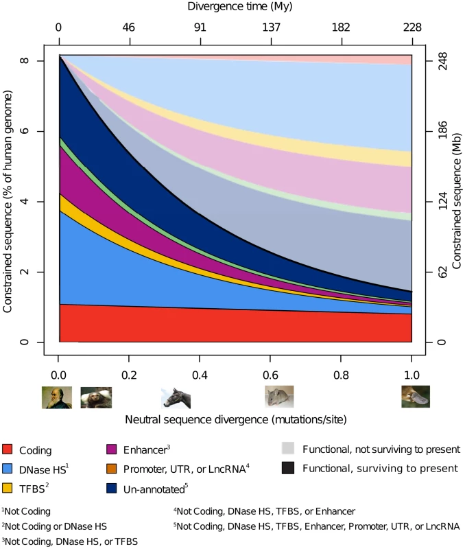 Model-based inference of turnover by functional class.