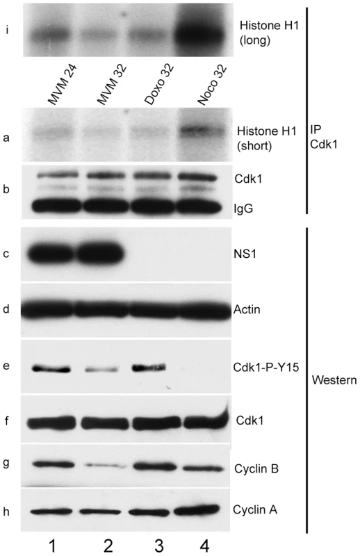 Inhibitory phosphorylation of CDK1 is transient during infection even though cells remain blocked in G2.