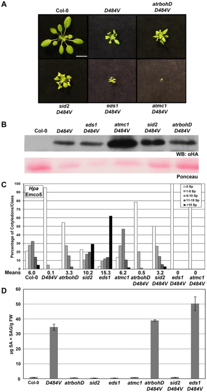 <i>lsd1</i> suppressors are regulators of <i>ADR1-L2<sub>D484V</sub></i> autoactivity.
