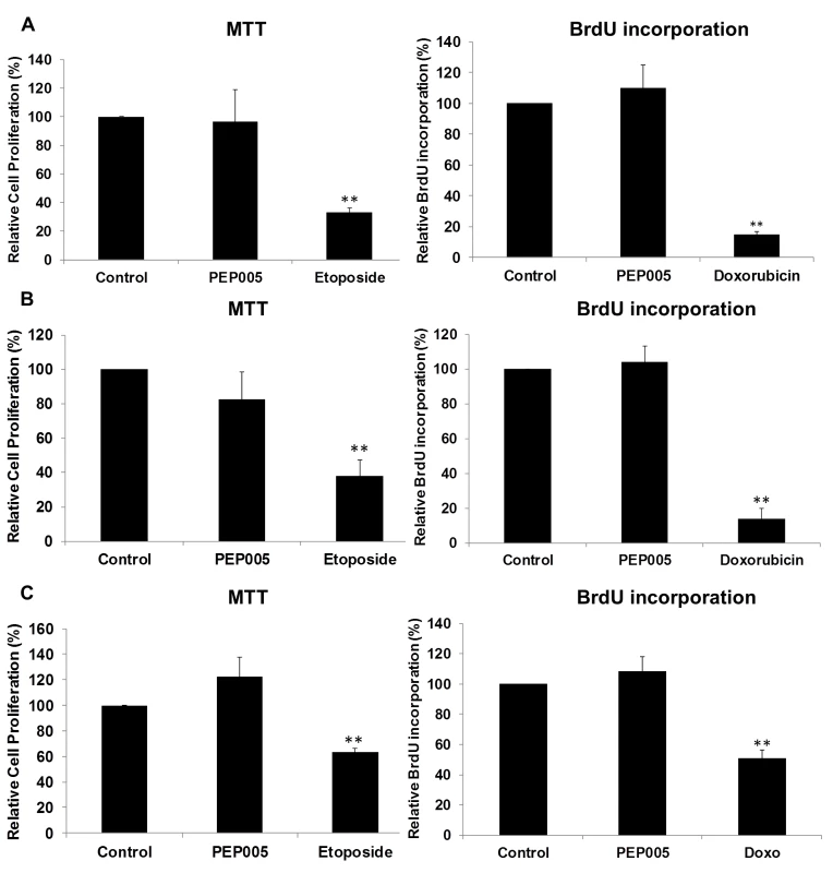 PEP005 causes minimal cytotoxicity and T cell proliferation.