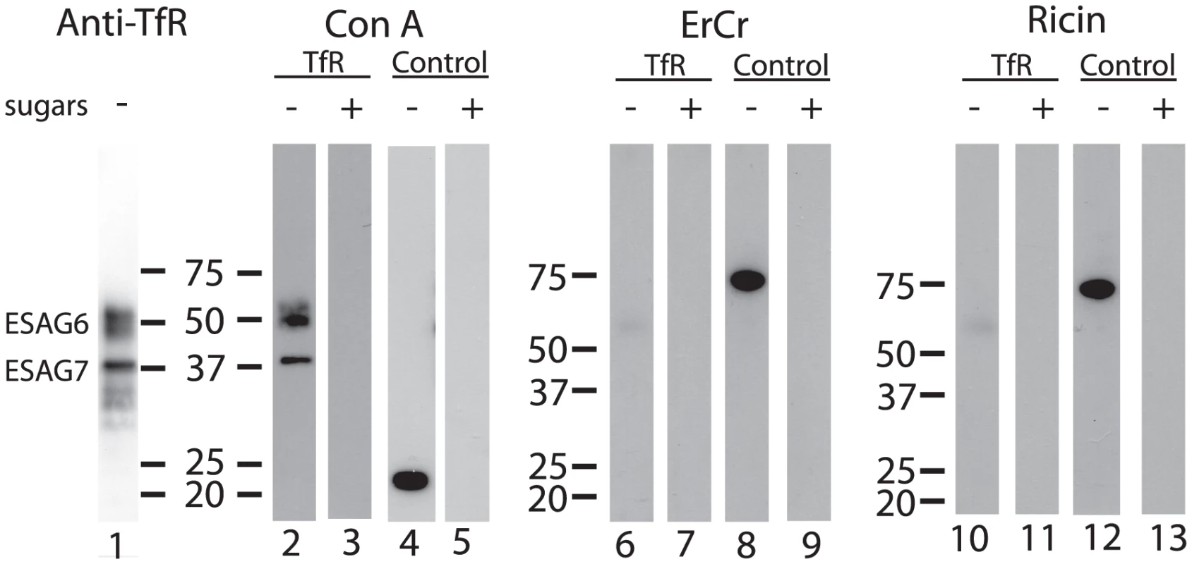 Lectin blots of purified TfR.