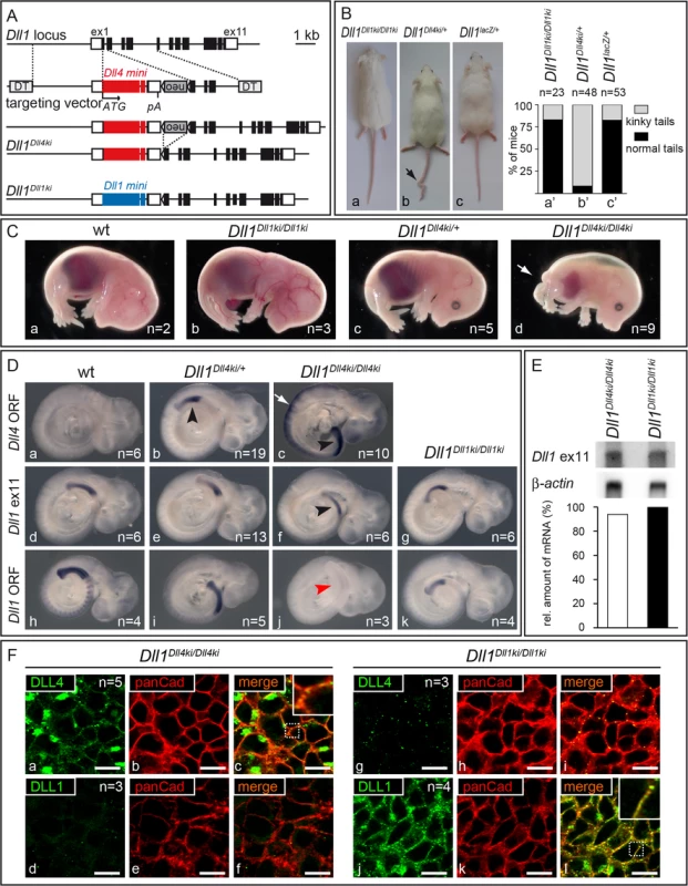 Generation of <i>Dll1</i><sup><i>Dll4ki</i></sup> mice that express <i>Dll4</i> instead of <i>Dll1</i> in the endogenous <i>Dll1</i> domains.