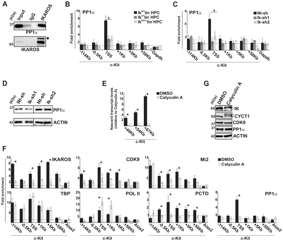 IKAROS contributes to PP1α association with the NuRD-P-TEFb complex.