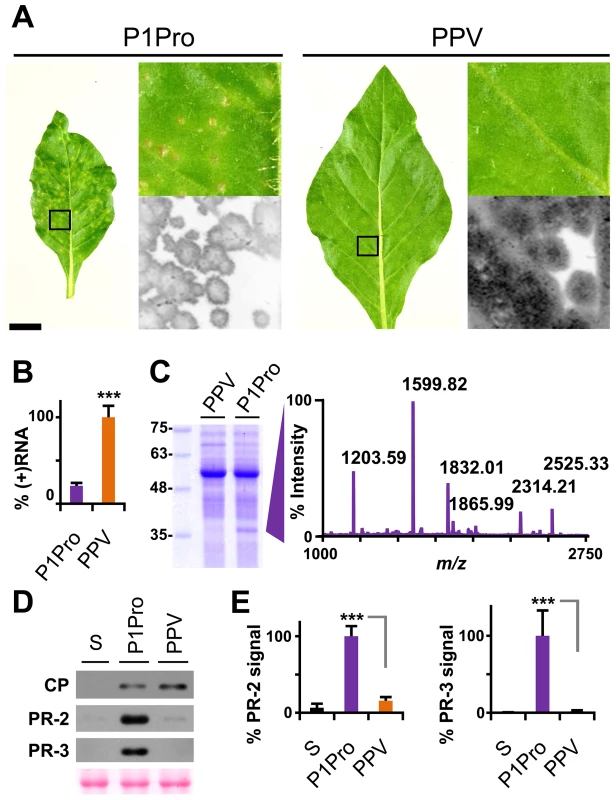 Symptoms and viral accumulation of PPV lacking P1 N-terminal residues.