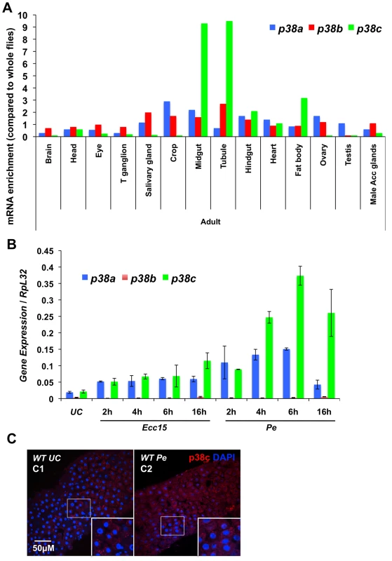 <i>p38c</i> is induced in the intestine following oral bacterial infection.