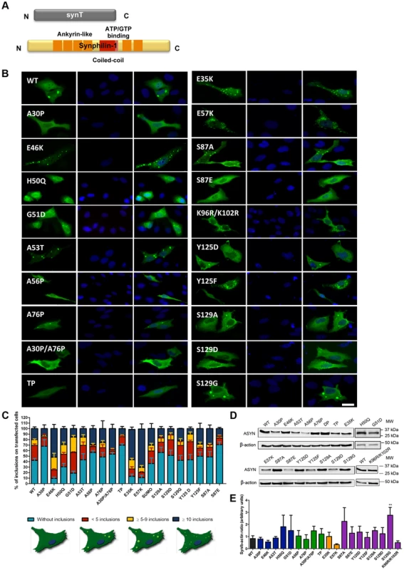 ASYN mutation effects in the inclusion formation.