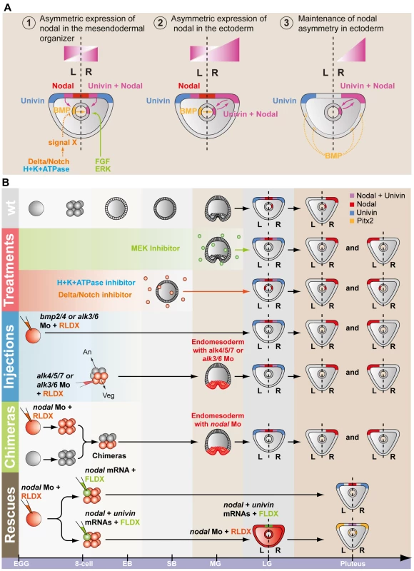 Model for establishment of left-right asymmetry by reciprocal signaling between the ectoderm and the endomesoderm.