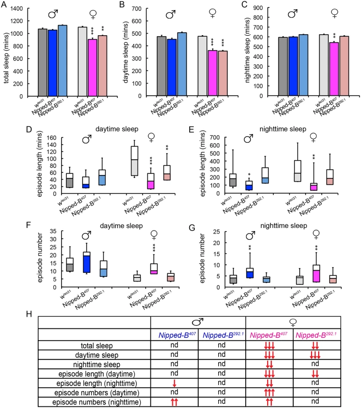 <i>Nipped-B</i> heterozygotes have disrupted sleep patterns.