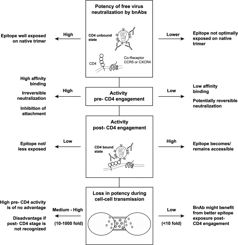 Interplay of bnAb features that shape neutralization potency.