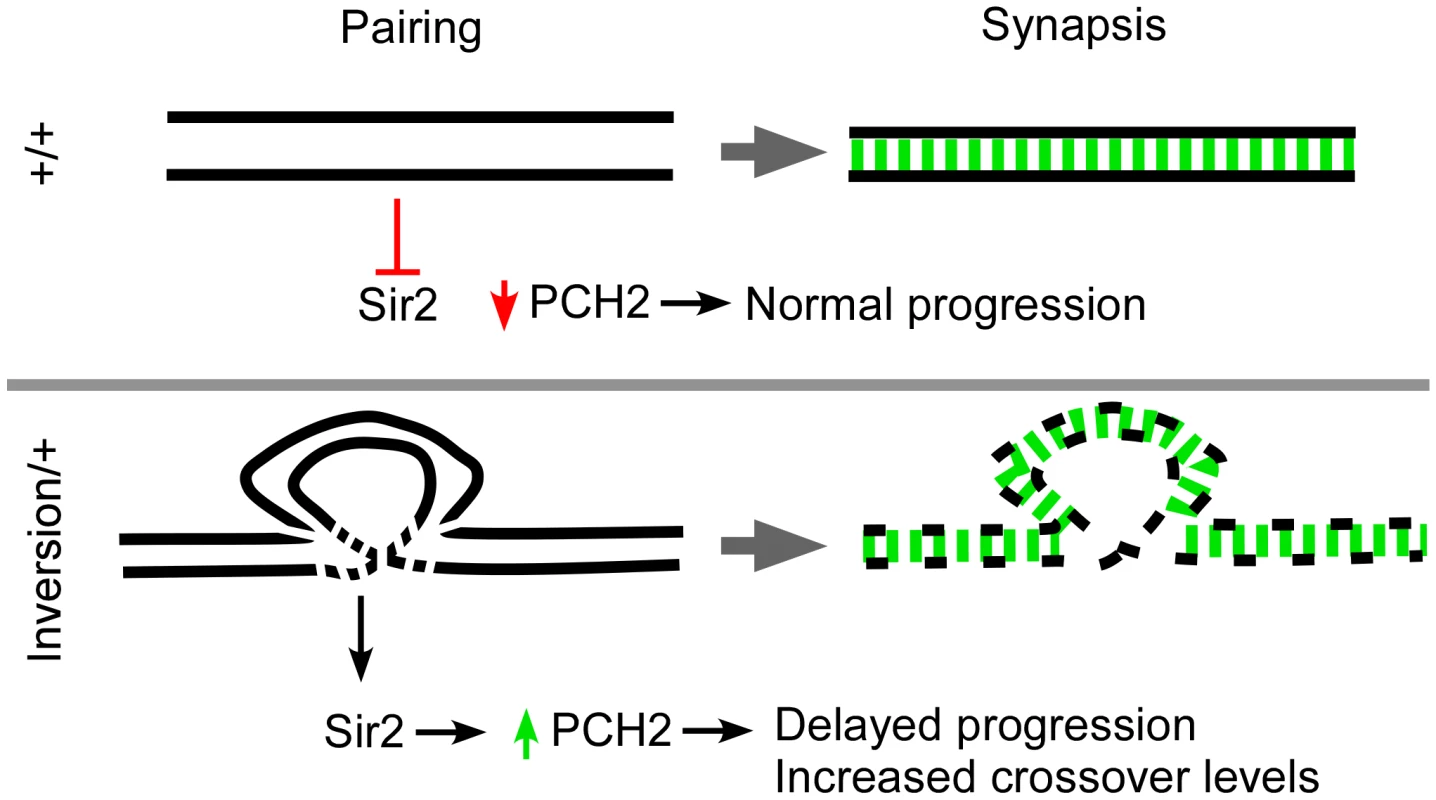 Model for pachytene checkpoint activity.