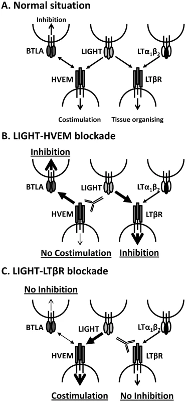 Model of how manipulation of interactions between LIGHT and its receptors may impact on disease outcome.