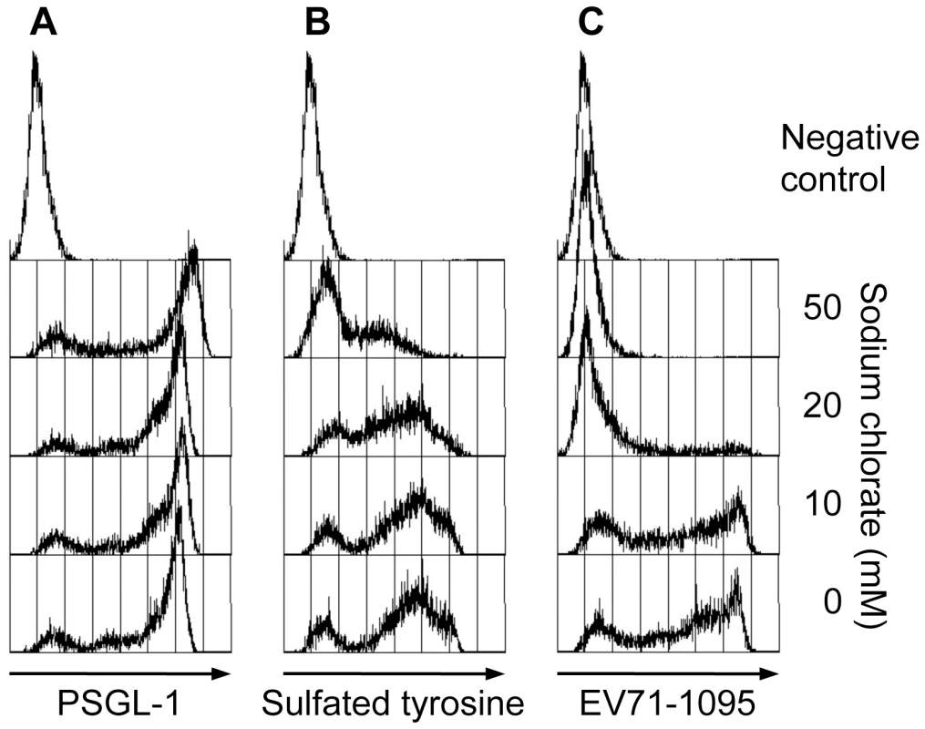 Effect of sodium chlorate on PSGL-1 binding to EV71-1095.