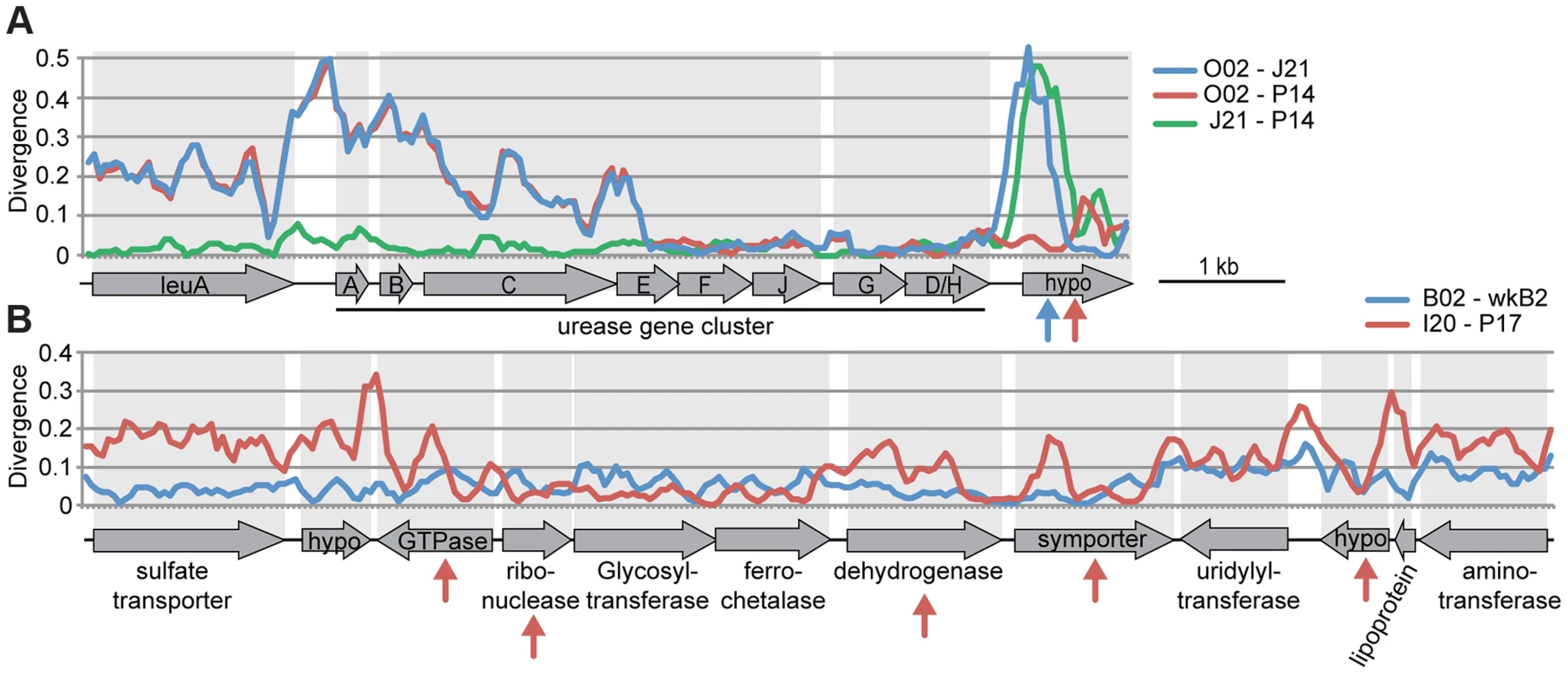 Recombination within genomic regions of (A) <i>S. alvi</i> and (B) <i>G. apicola</i>.