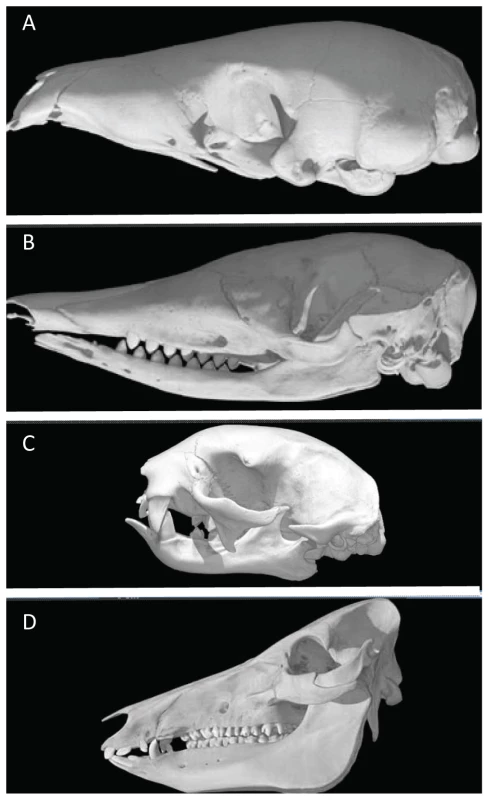 Skulls of toothed, toothed but enamelless, and toothless mammals.