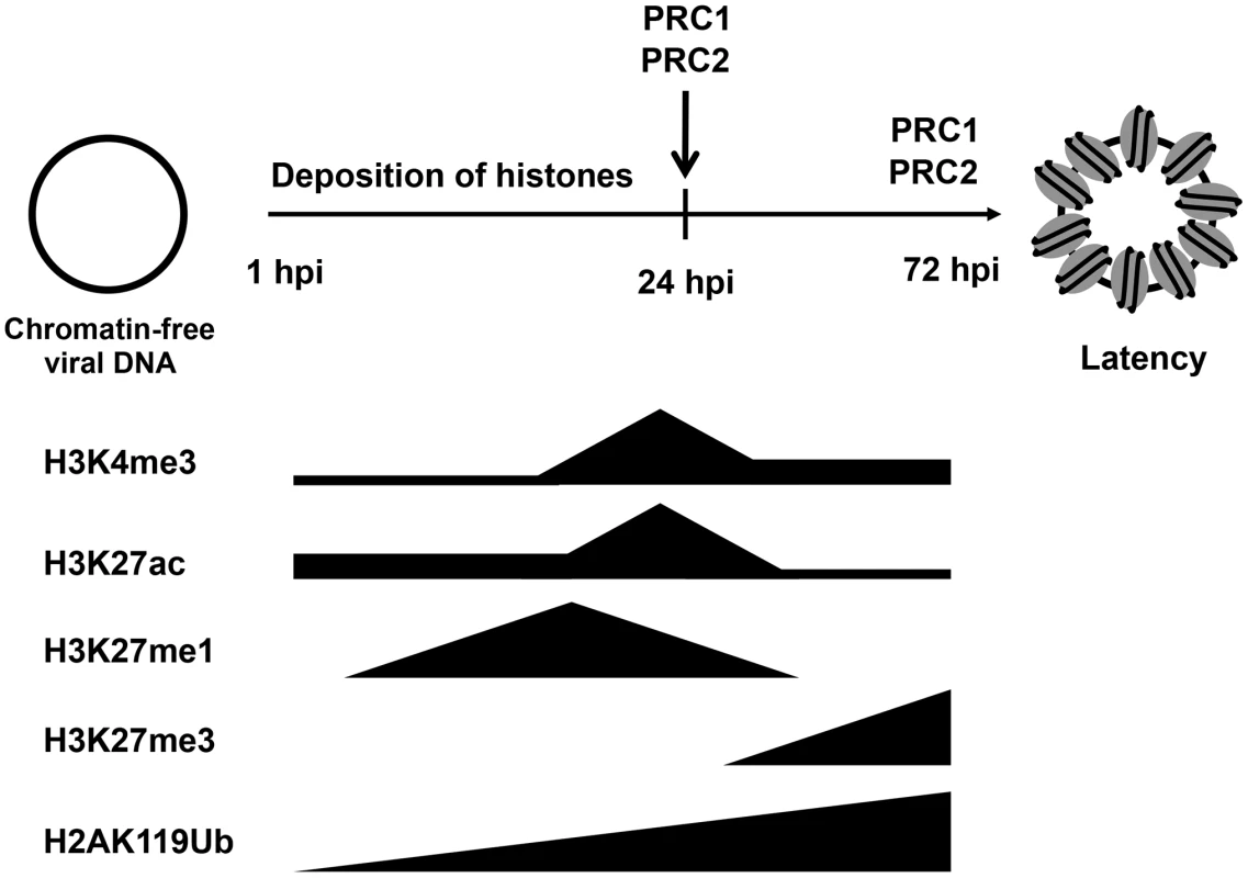 Biphasic euchromatin-to-heterochromatin transition on the KSHV genome following <i>de novo</i> infection.