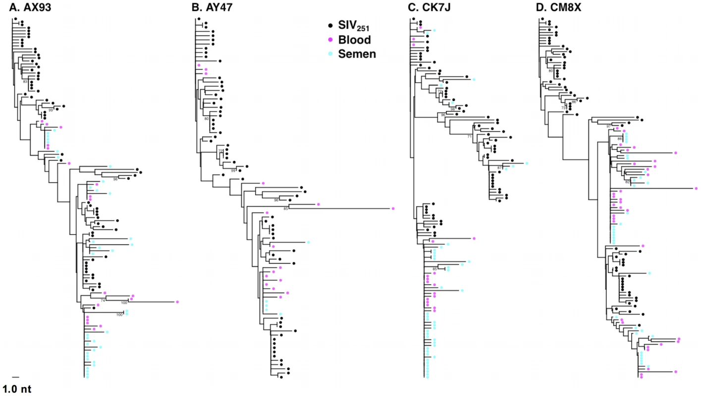 Intermixing of blood- and semen-derived <i>env</i> sequences during peak SIV replication.