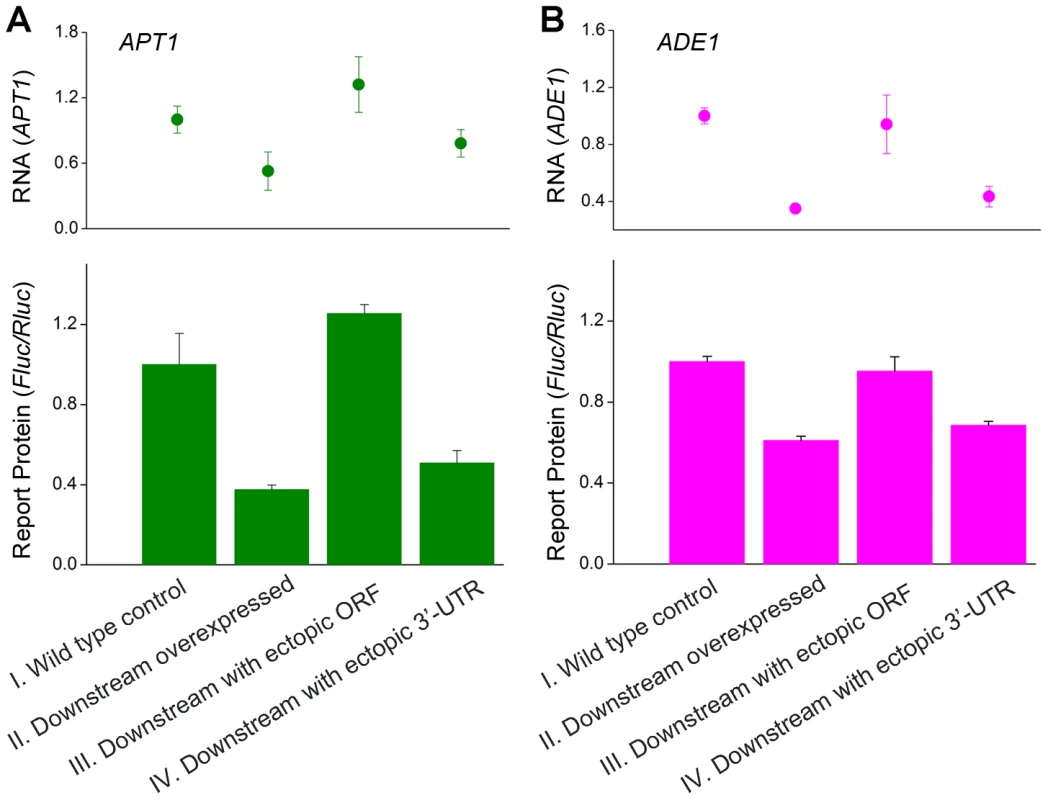 Dual-luciferase reporter assay of protein levels for two convergent gene pairs.