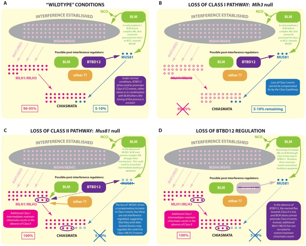 Model for BTBD12 involvement in meiotic crossover control in the Class I and Class II pathways.