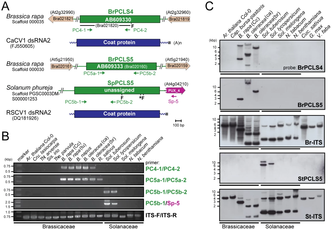 <i>PCLS4</i> and <i>PCLS5</i> homologs from members of the families Solanaceae and Brassicaceae.