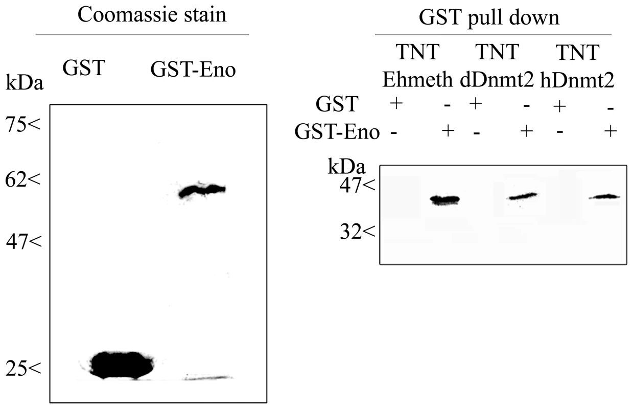 <i>In vitro</i> interaction between Ehmeth, dDnmt2, hDnmt2 and enolase.